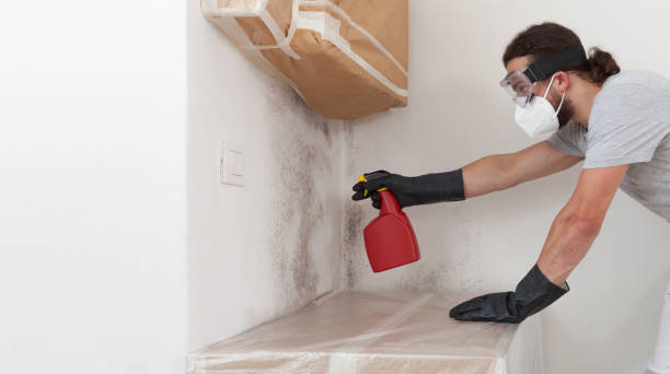 Basement Mold Remediation treatment on basement walls in Frostburg