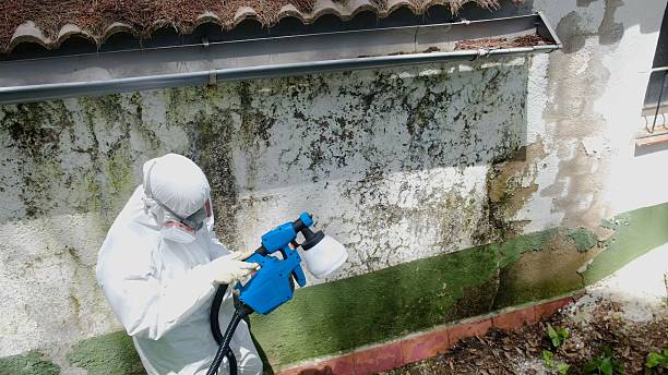 Mold Removal service in Frostburg